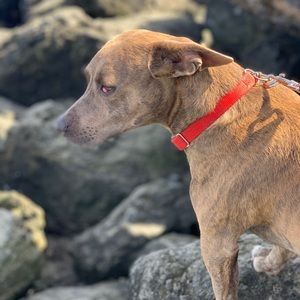 Meet your Posher, Diana